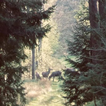 Auszeit Auf Dem Land Im Forsthaus Hohe Heide Kattenstiegs-Muhle
