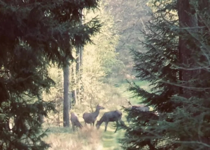 Auszeit Auf Dem Land Im Forsthaus Hohe Heide Kattenstiegs-Muhle