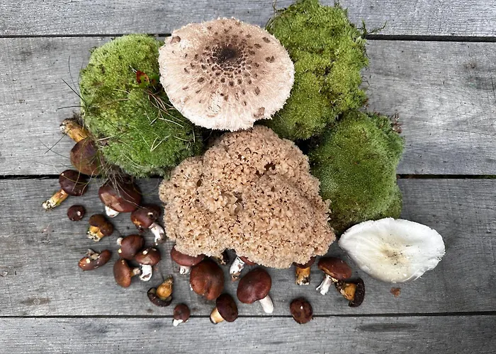 Auszeit Auf Dem Land Im Forsthaus Hohe Heide * Kattenstiegs-Muhle