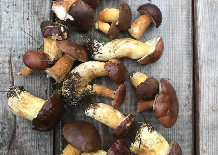 Сasa de vacaciones Auszeit Auf Dem Land Im Forsthaus Hohe Heide